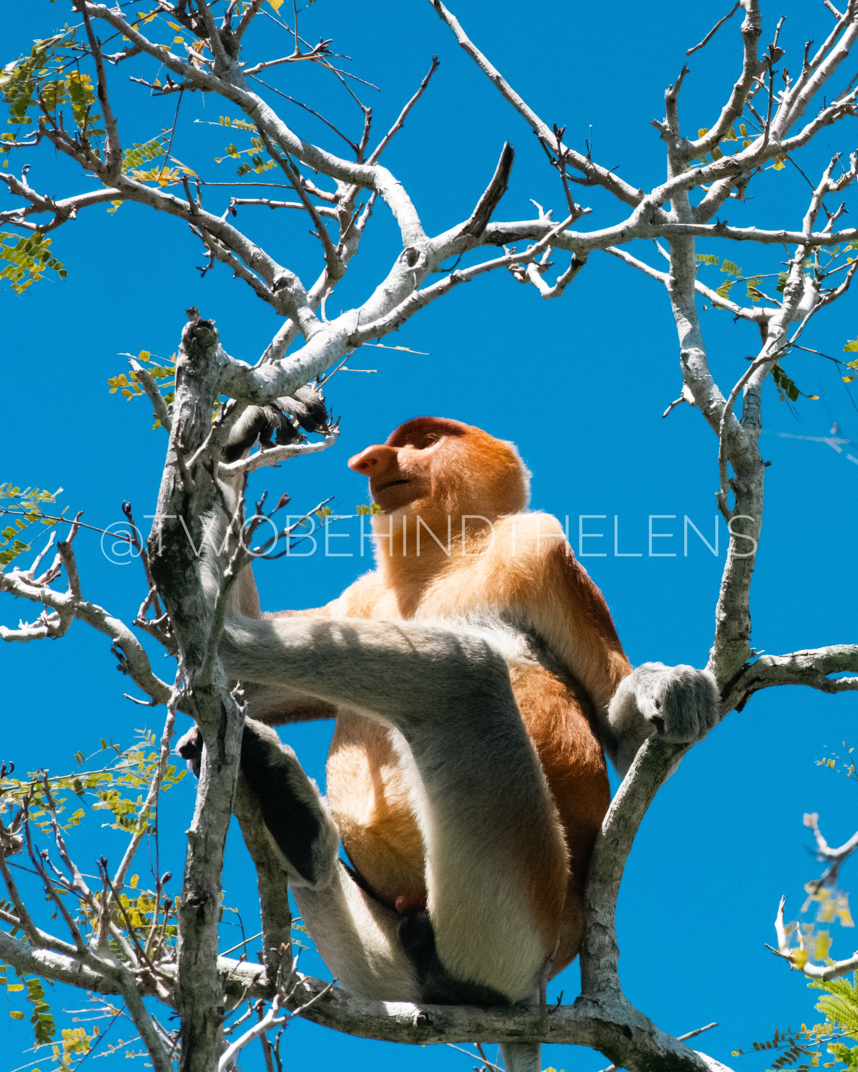 Wildlife Print 20